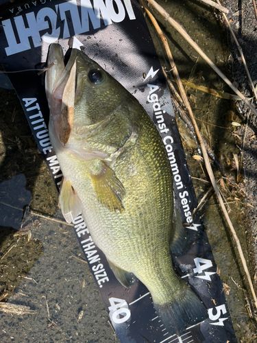 ブラックバスの釣果