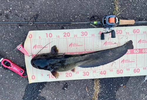 ニホンナマズの釣果
