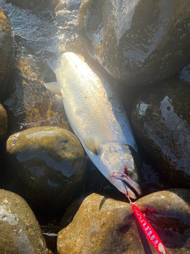 サクラマスの釣果