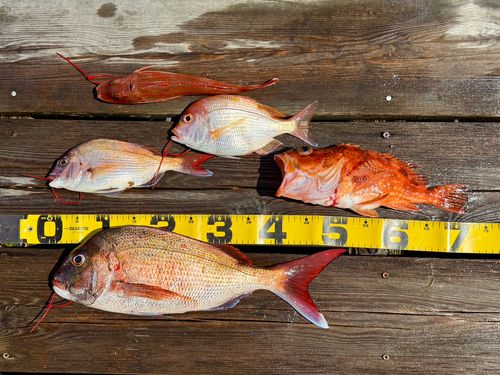 タイの釣果