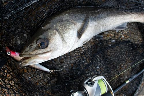 シーバスの釣果