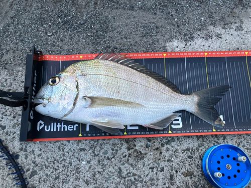 ヘダイの釣果