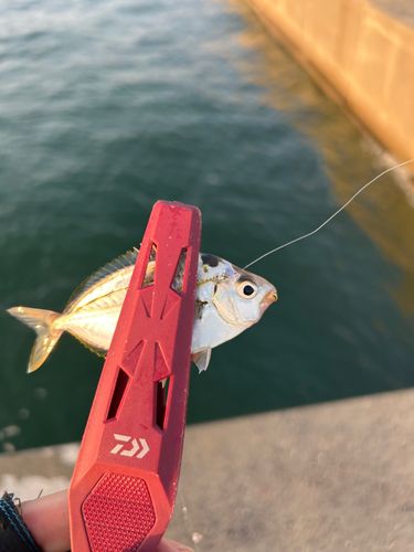 ヒイラギの釣果