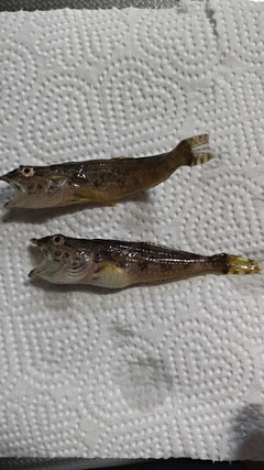 ハゼの釣果