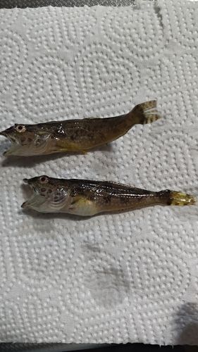 ハゼの釣果