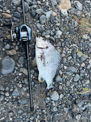 キビレの釣果