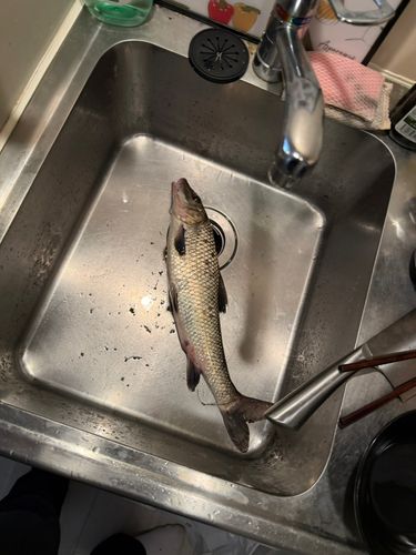 ニゴイの釣果