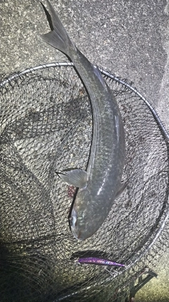 ボラの釣果