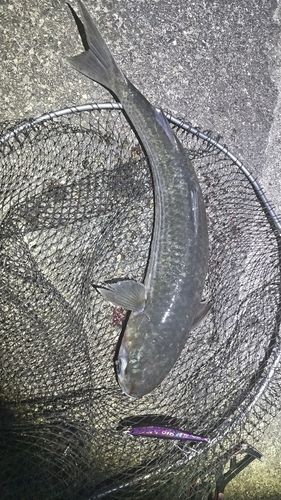 ボラの釣果