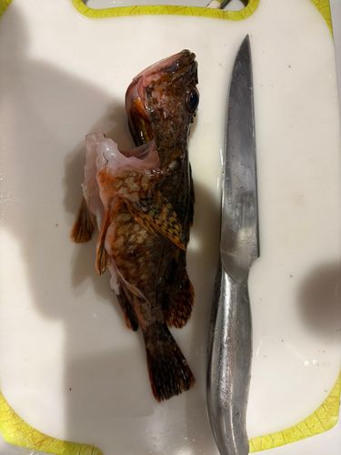 カサゴの釣果
