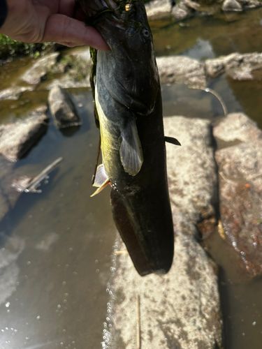 マナマズの釣果