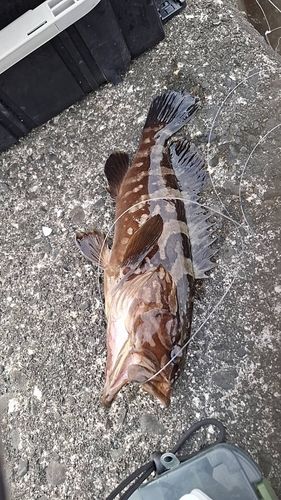 クエの釣果