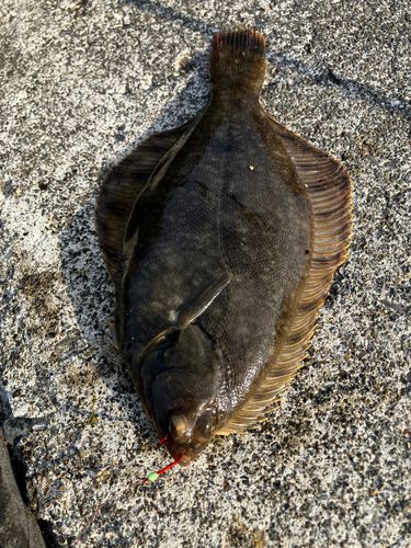 クロガシラガレイの釣果