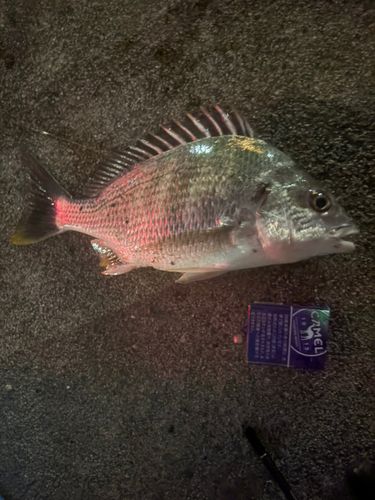 キビレの釣果