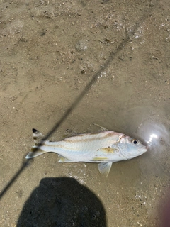 コトヒキの釣果