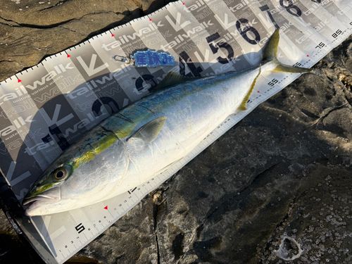 ワラサの釣果