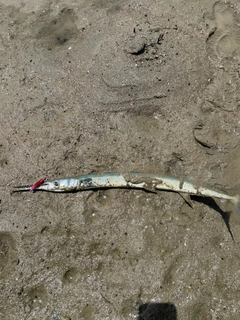 ダツの釣果