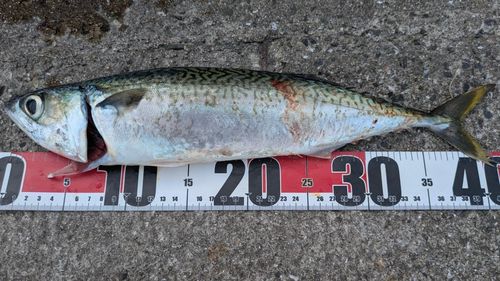 サバの釣果