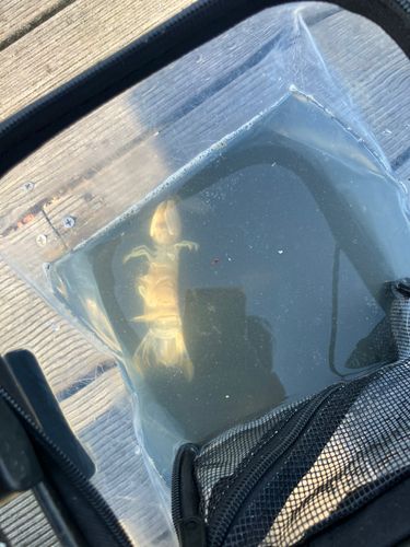 シャコの釣果