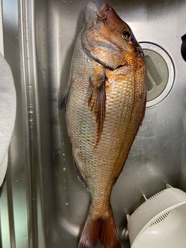 タイの釣果
