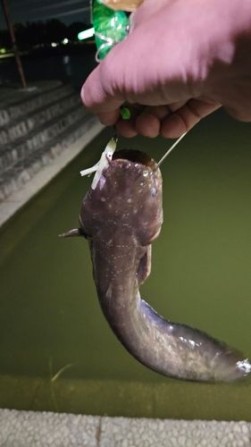 ナマズの釣果