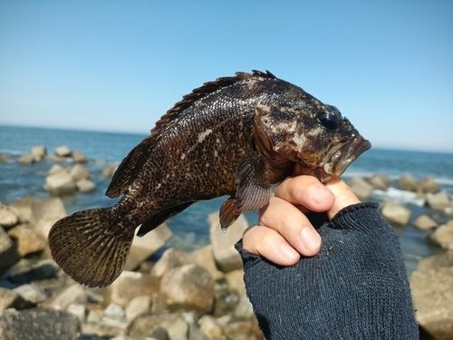 シマゾイの釣果