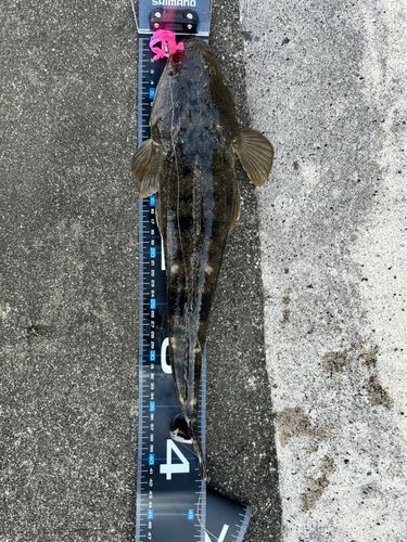 マゴチの釣果