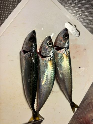 サバの釣果