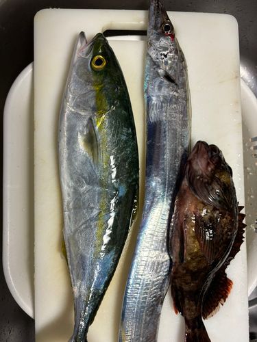 タチウオの釣果
