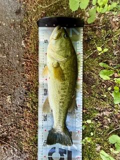 ラージマウスバスの釣果