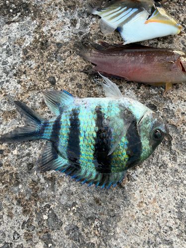 オヤビッチャの釣果