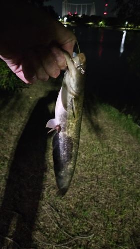 ナマズの釣果