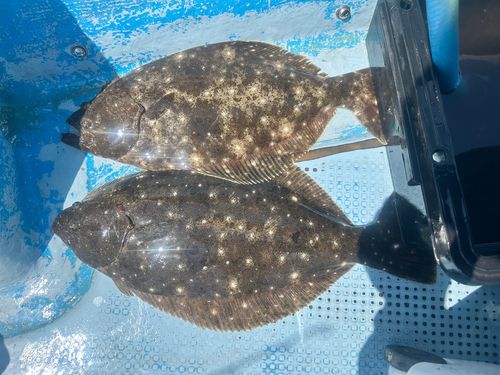 ヒラメの釣果
