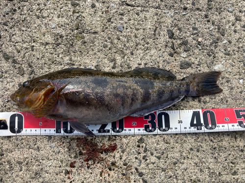 アイナメの釣果
