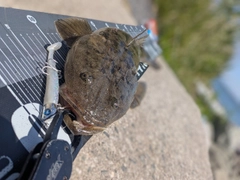 マゴチの釣果