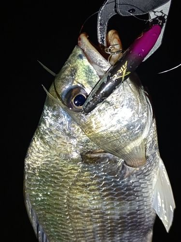 キビレの釣果