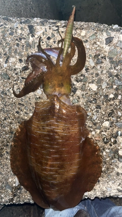 アオリイカの釣果