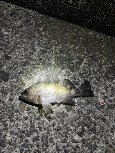メバルの釣果