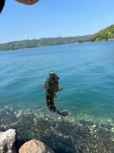 アラカブの釣果
