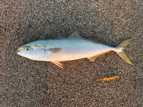 ワカシの釣果