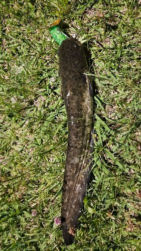 ナマズの釣果