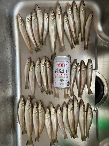 キスの釣果