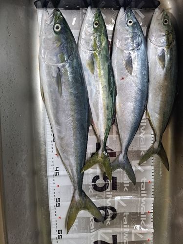 ワラサの釣果