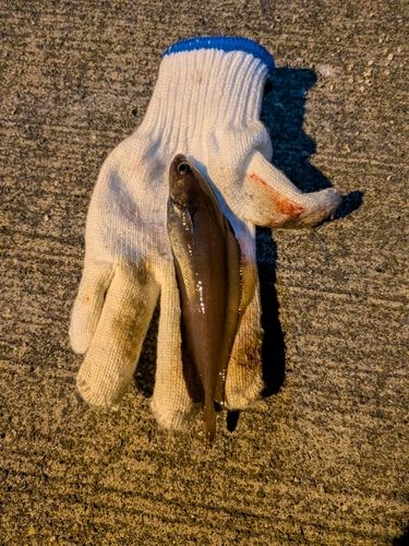 ドンコの釣果
