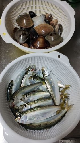 サッパの釣果