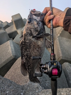 アブラコの釣果