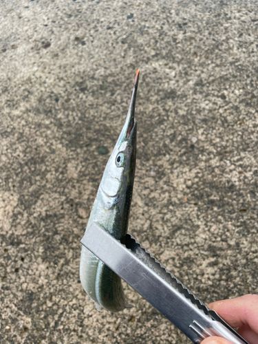 サヨリの釣果