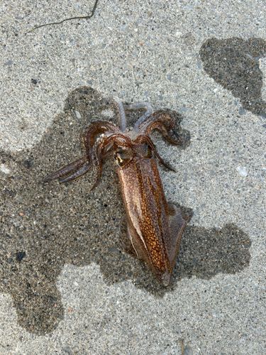 ヒイカの釣果