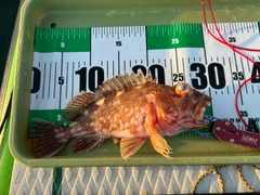 カサゴの釣果
