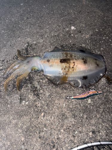 アオリイカの釣果